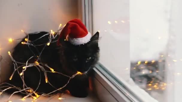 Gato Vacaciones Gato Envuelto Una Guirnalda Sombrero Santa Claus — Vídeo de stock