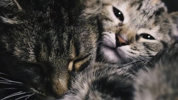 Katze Und Kätzchen Katzenmama Und Kätzchen Schlafen — Stockvideo