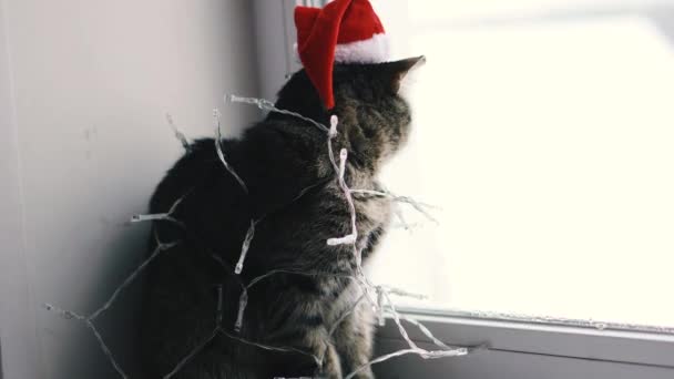 Gato Vacaciones Gato Envuelto Una Guirnalda Sombrero Santa Claus — Vídeo de stock