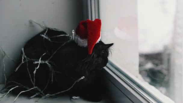 Cat Holiday Cat Wrapped Garland Hat Santa Claus — Stockvideo