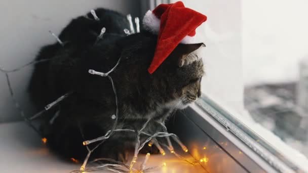 Kočka Dovolená Kočka Zabalená Věnce Klobouku Santa Clause — Stock video