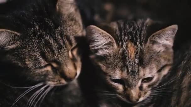 Γάτα Και Γατάκι Μαμά Γάτα Και Γατάκι Κοιμούνται — Αρχείο Βίντεο