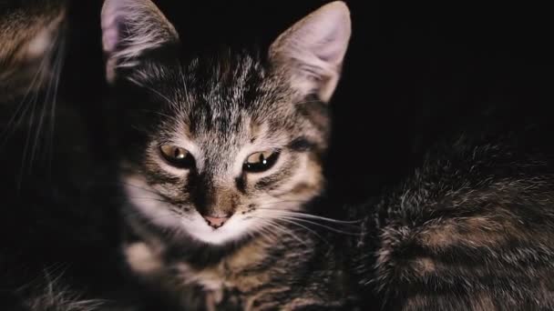 Kotě Koťátko Usne — Stock video