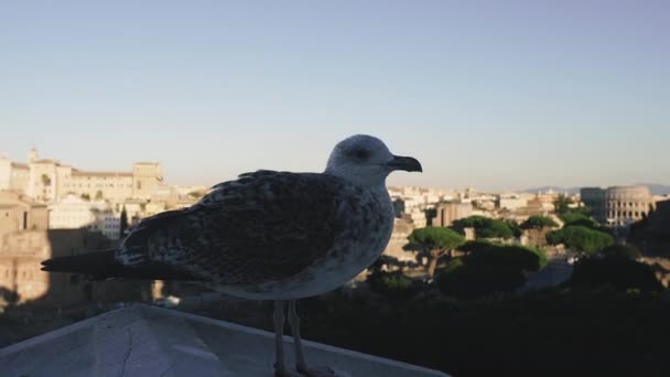 Coliseum Italy Seagull Sits Roof Building Background Historic Architecture Coliseum — Stock Video