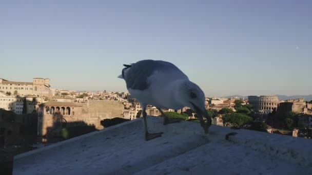 コロシアム イタリアだ背景には建物の屋根の上にカモメが座っている コロシアムの歴史的建造物 — ストック動画