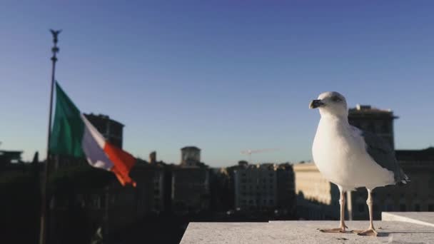 Italy Seagull Sits Roof Building Background City Rome Flag Italy — 비디오