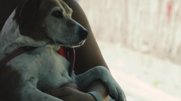 Животные Транспорте Собака Перевозится Общественным Транспортом — стоковое видео