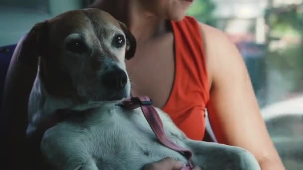 Ζώα Κατά Μεταφορά Σκύλος Μεταφέρεται Δημόσια Μέσα Μεταφοράς — Αρχείο Βίντεο