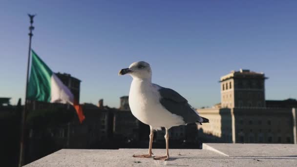 Italy Seagull Sits Roof Building Background City Rome Flag Italy — Stock Video