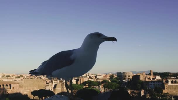 Coliseum Italy Seagull Sits Roof Building Background Historic Architecture Coliseum — Stock Video