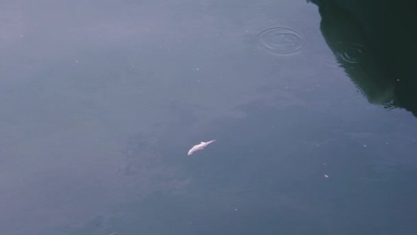 Мертва Риба Мертва Риба Плаває Біля Берега Пірсу — стокове відео
