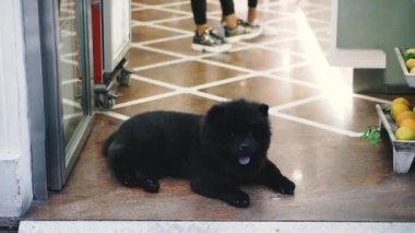 Chow Chow cinsinin bir köpeği yerde yatıyor..