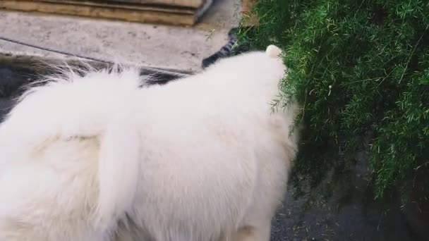 Güçlü Sahibesi Beyaz Bir Husky Yürür — Stok video