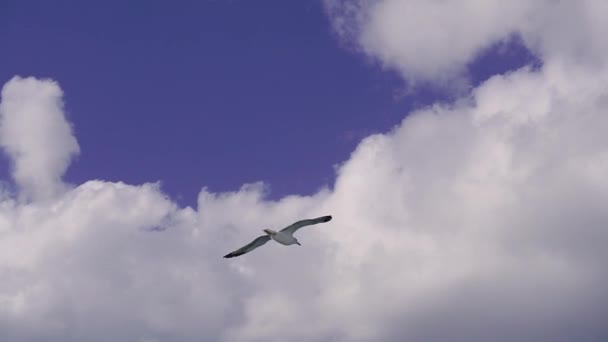 Eine Möwe Fliegt Vor Blauem Himmel Meer Entlang — Stockvideo