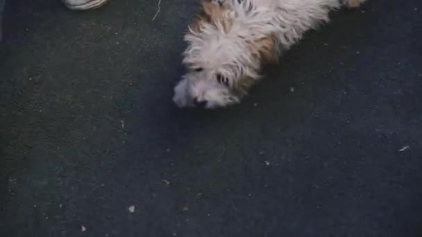 Hund Gick Med Hunden Stadsmiljö — Stockvideo