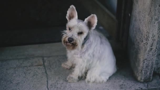 施瑙策迷你版 犬种迷你雪纳泽坐在人行道上 — 图库视频影像