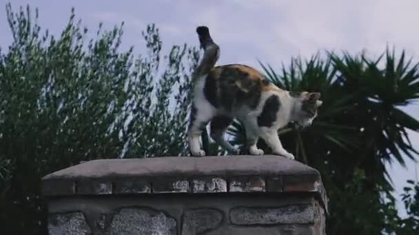 Çit Kedi Çit Boyunca Koşar — Stok video