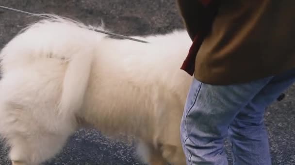 Husky Hostess Walks White Husky — Stock Video