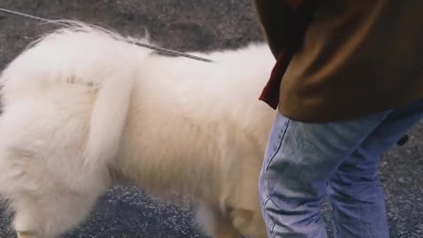 Een Husky Gastvrouw Loopt Met Een Witte Husky — Stockvideo