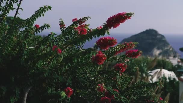 Ischia Adası Ischia Nın Köşelerinden Biri — Stok video