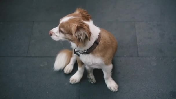 都市部の環境で犬を歩いた — ストック動画