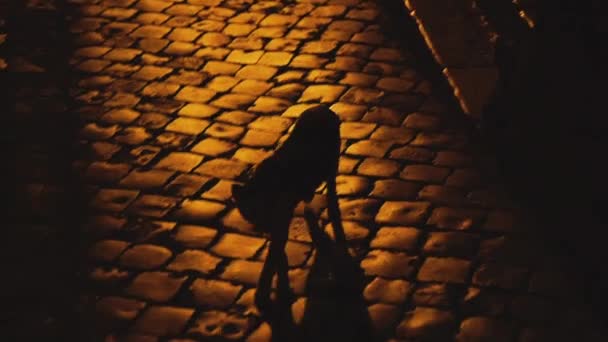 Night Street Kočka Běží Ulici — Stock video