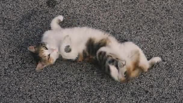 Cat Kočka Leží Chodníku Žádá Aby Poškrábali — Stock video