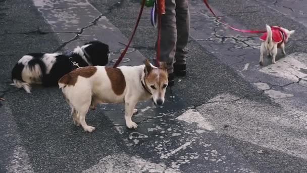 犬の散歩だホステスは3匹の犬を綱の上を歩く — ストック動画