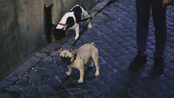 Fransız Bulldog Köpekler Fransız Bulldog Yetiştirir Sokakta Yürürler — Stok video