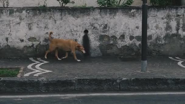 Hunden Springer Längs Gatan — Stockvideo