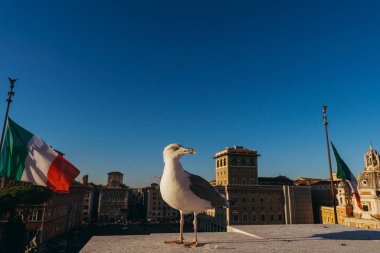 İtalya. Bir martı bir binanın çatısında oturuyor.