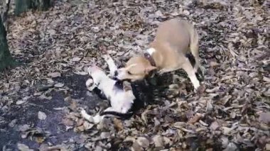 Köpek cinsi Staffordshire Teriyeri. Annem parkta bir köpek oyuncağıyla oynuyor..