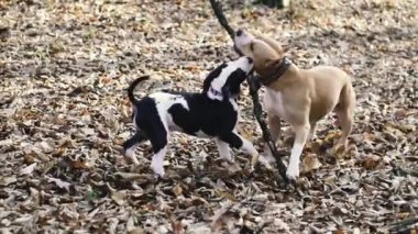 Köpek cinsi Staffordshire Teriyeri. Annem parkta bir köpek oyuncağıyla oynuyor..