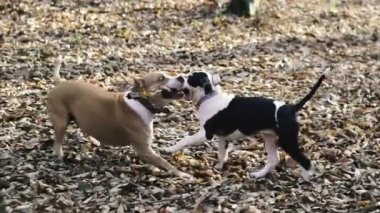 Köpek cinsi Staffordshire Teriyeri. Annem parkta bir köpek oyuncağıyla oynuyor..