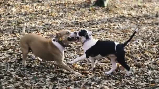 犬の品種スタッフォードシャーテリア ママとともに子犬遊びで公園 — ストック動画