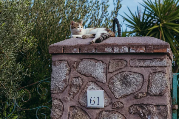 Домашня адреса Кіт лежить на паркані, на якому знаходиться знак — стокове фото