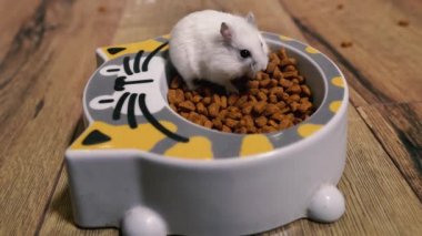Cat food. The hamster climbed into a plate with cat food.
