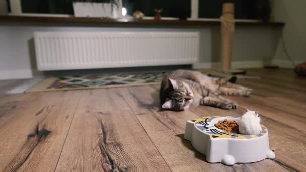 Comida Gato Gato Olha Para Placa Com Comida Gato Qual — Vídeo de Stock