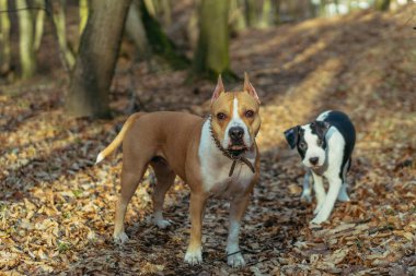 Dog breed Staffordshire Terrier. Mom with a puppy play in the pa