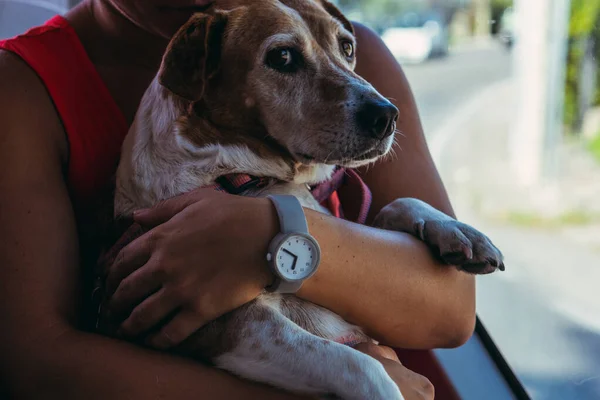 Animals in the transport. The dog is transported by public trans — 图库照片