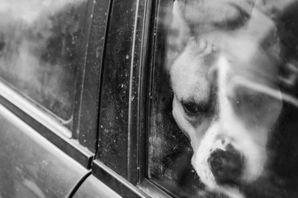 Pies siedzi w samochodzie.. — Zdjęcie stockowe