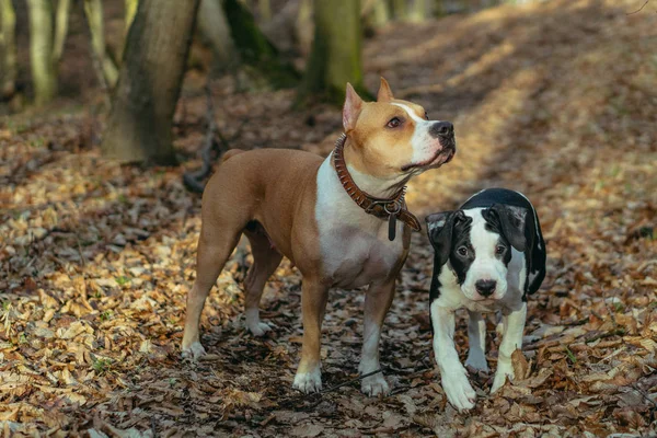 Race de chien Staffordshire Terrier. Maman avec un chiot jouer dans le pa — Photo