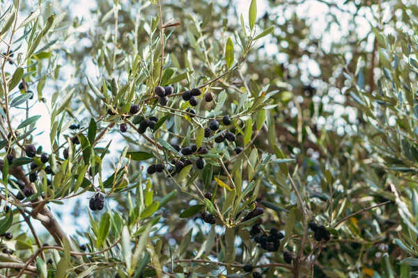 Black olives. Olives grow on a green bush. — Stock Photo, Image