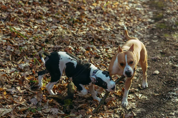 Hunderasse Staffordshire Terrier. Mutter mit einem Welpen spielen in der pa — Stockfoto