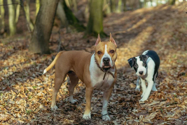 Порода собак Стаффордширский терьер. Мама с собачьей пьесой в папе — стоковое фото