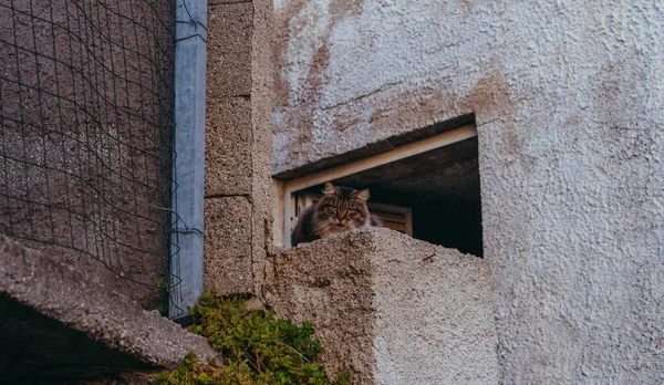 ¡Cat! Gato sin hogar yace en el pavimento . — Foto de Stock