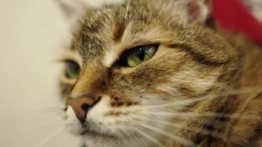 Portrait of a cat. Closeup of the face of a cat that lies on a chair.