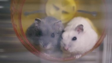 Hamster. A hamster in a cage runs on a running wheel.