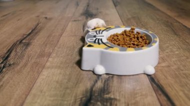 Cat food. The hamster climbed into a plate with cat food.