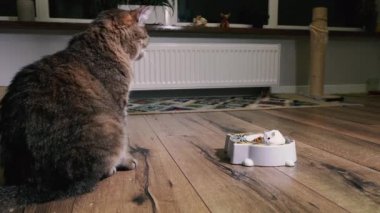 Cat food. The cat looks at the plate with cat food into which the hamster climbed.
